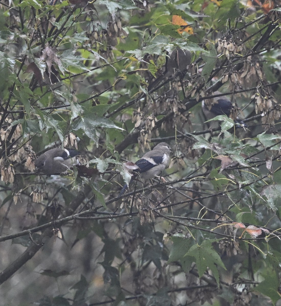 Brown Bullfinch (Brown) - ML645719995