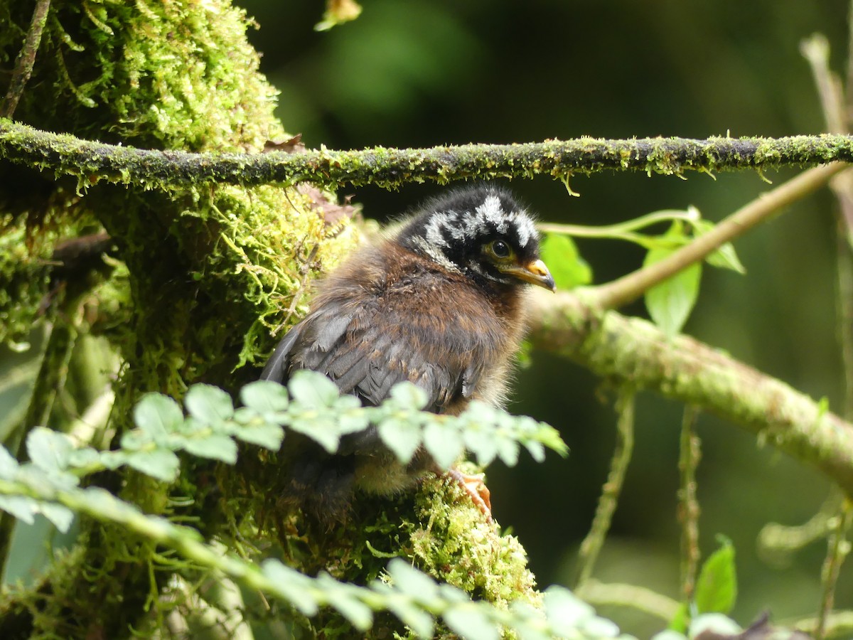 Andean Guan - ML645719998