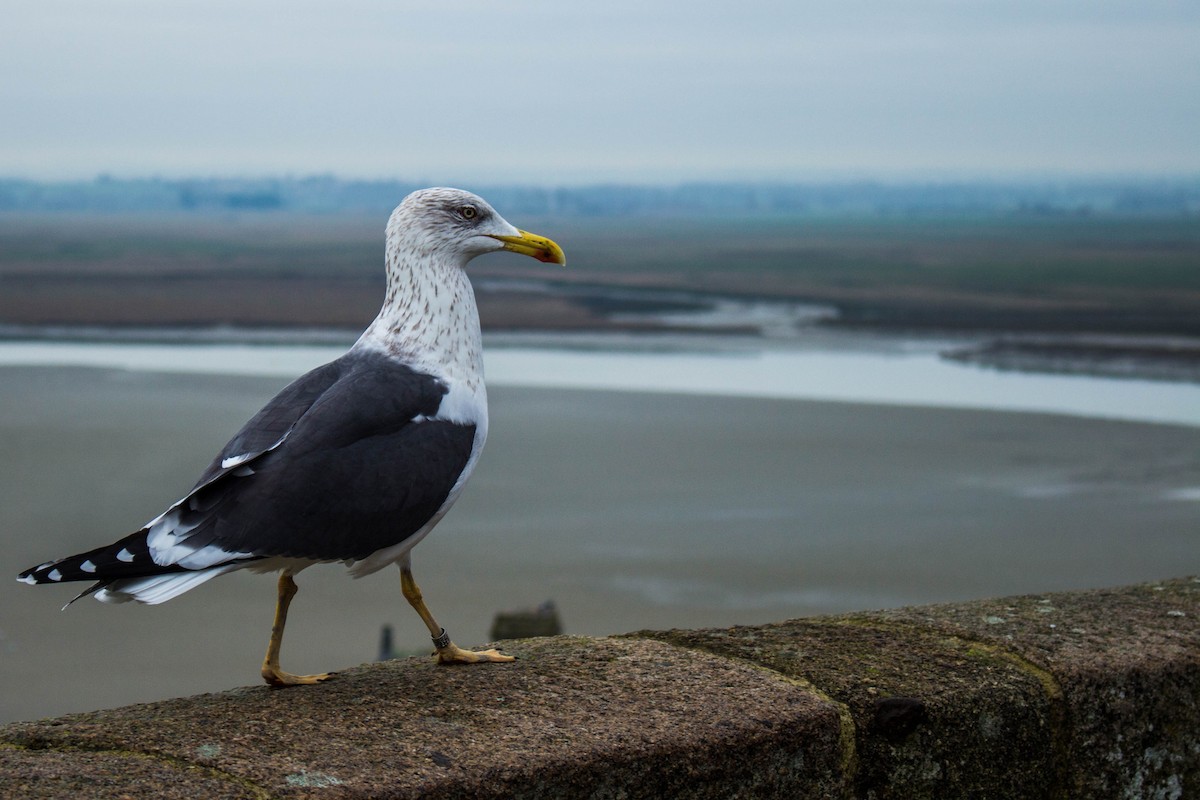 Lesser Black-backed Gull - ML645719999