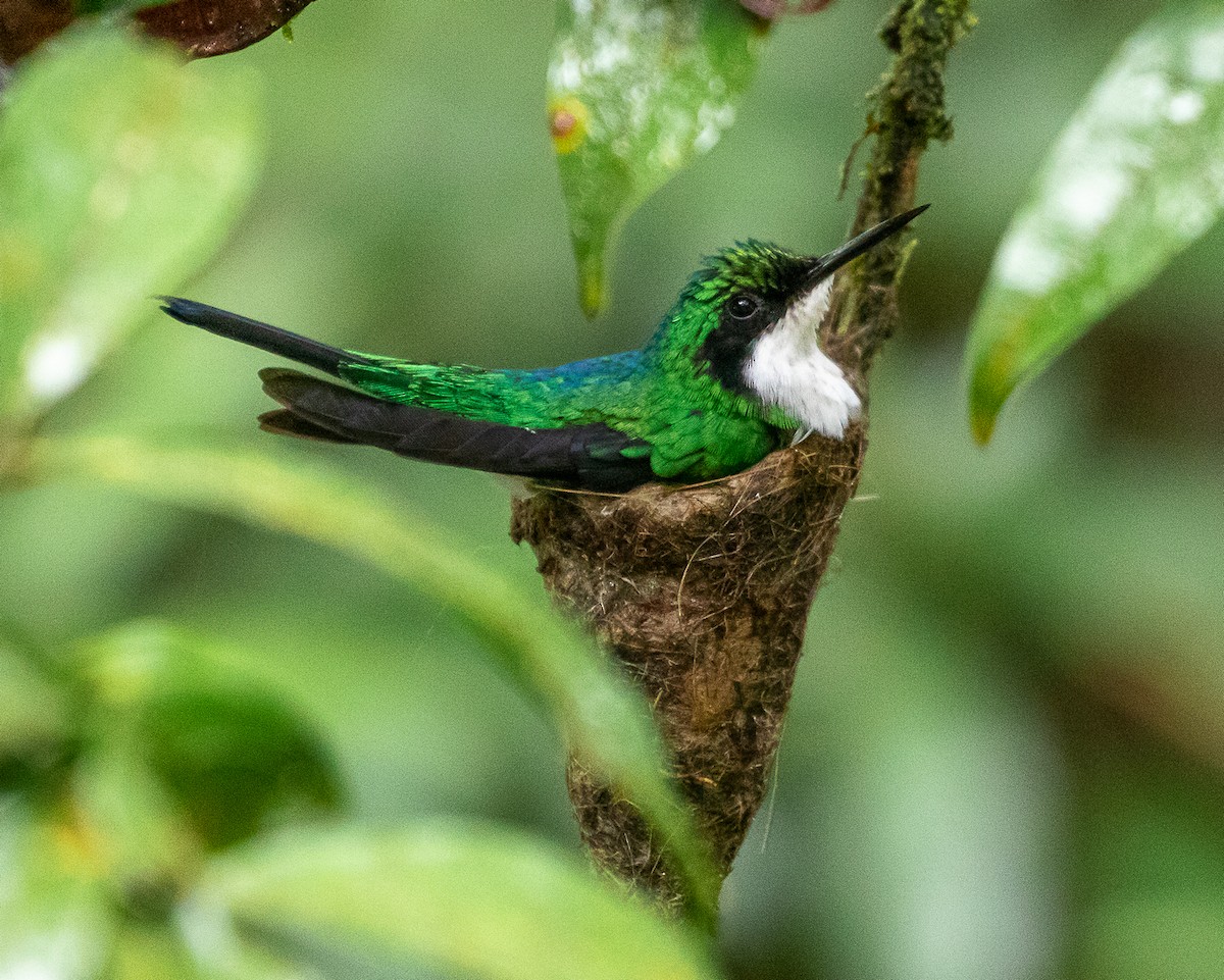 Purple-crowned Fairy - ML645720001