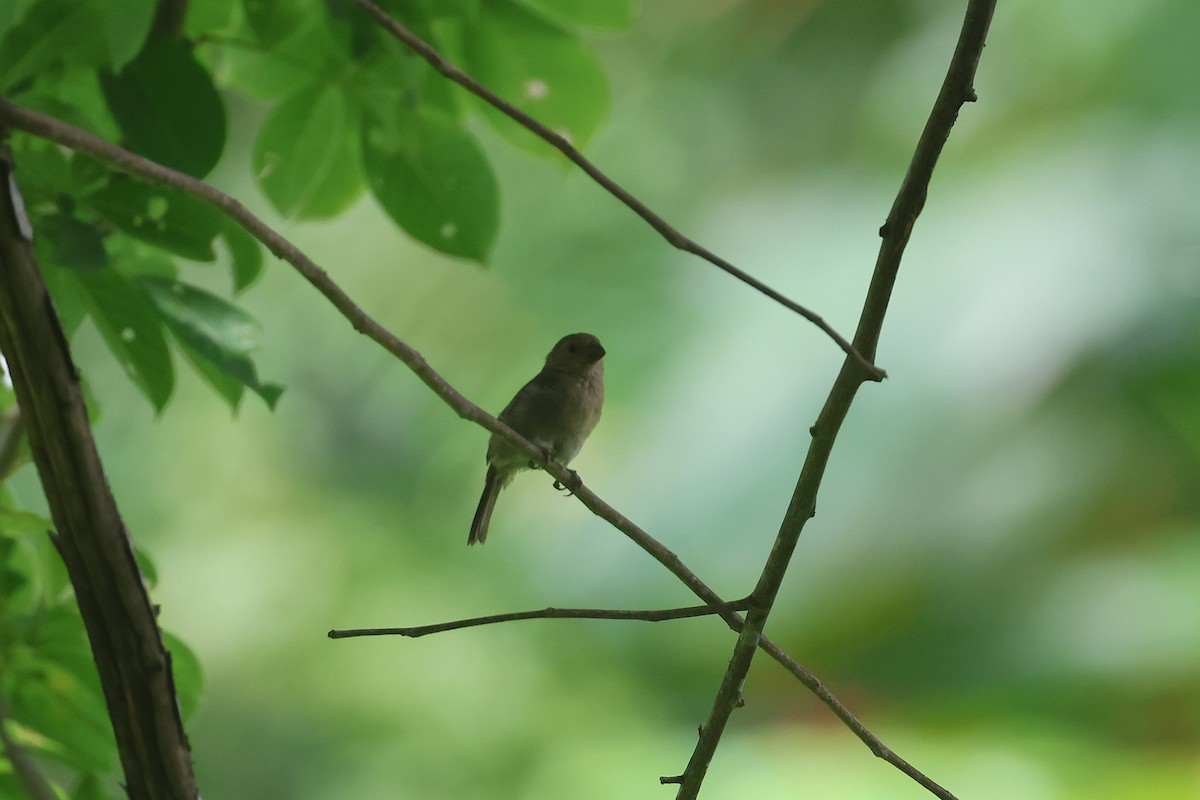 Variable Seedeater - ML645720003
