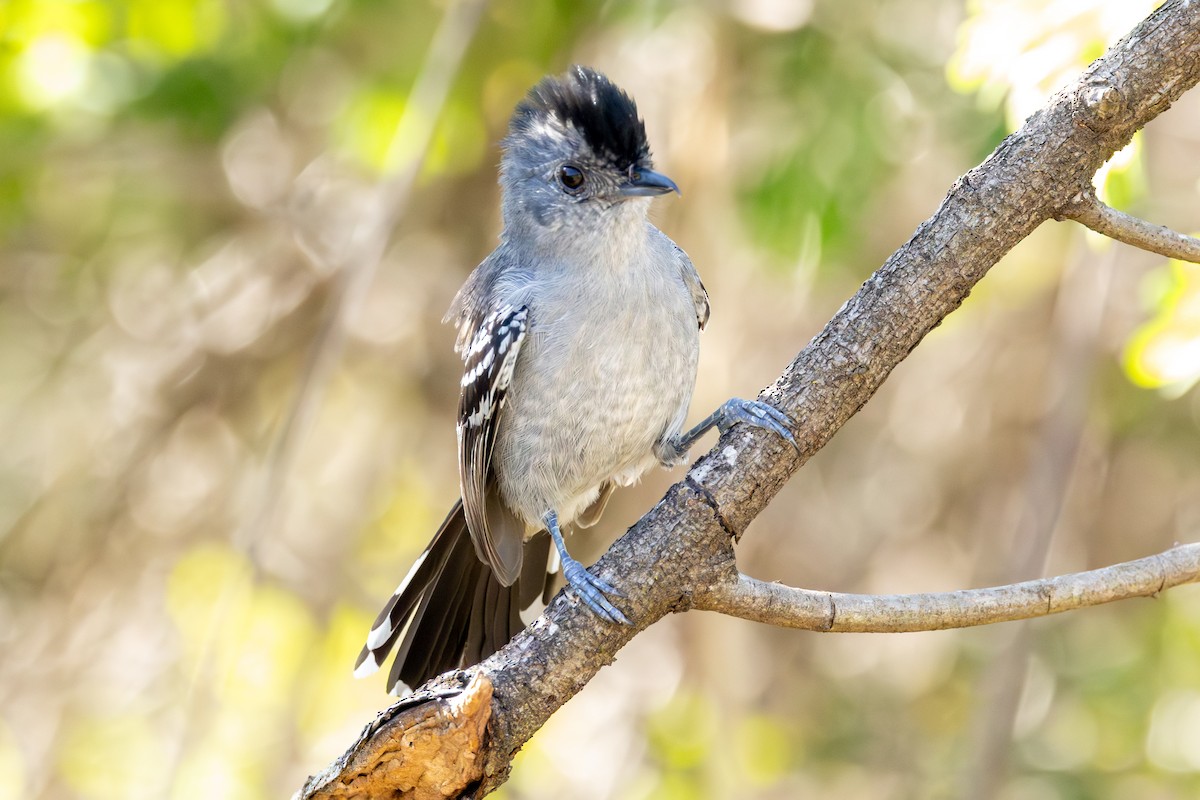 Variable Antshrike - ML645720008