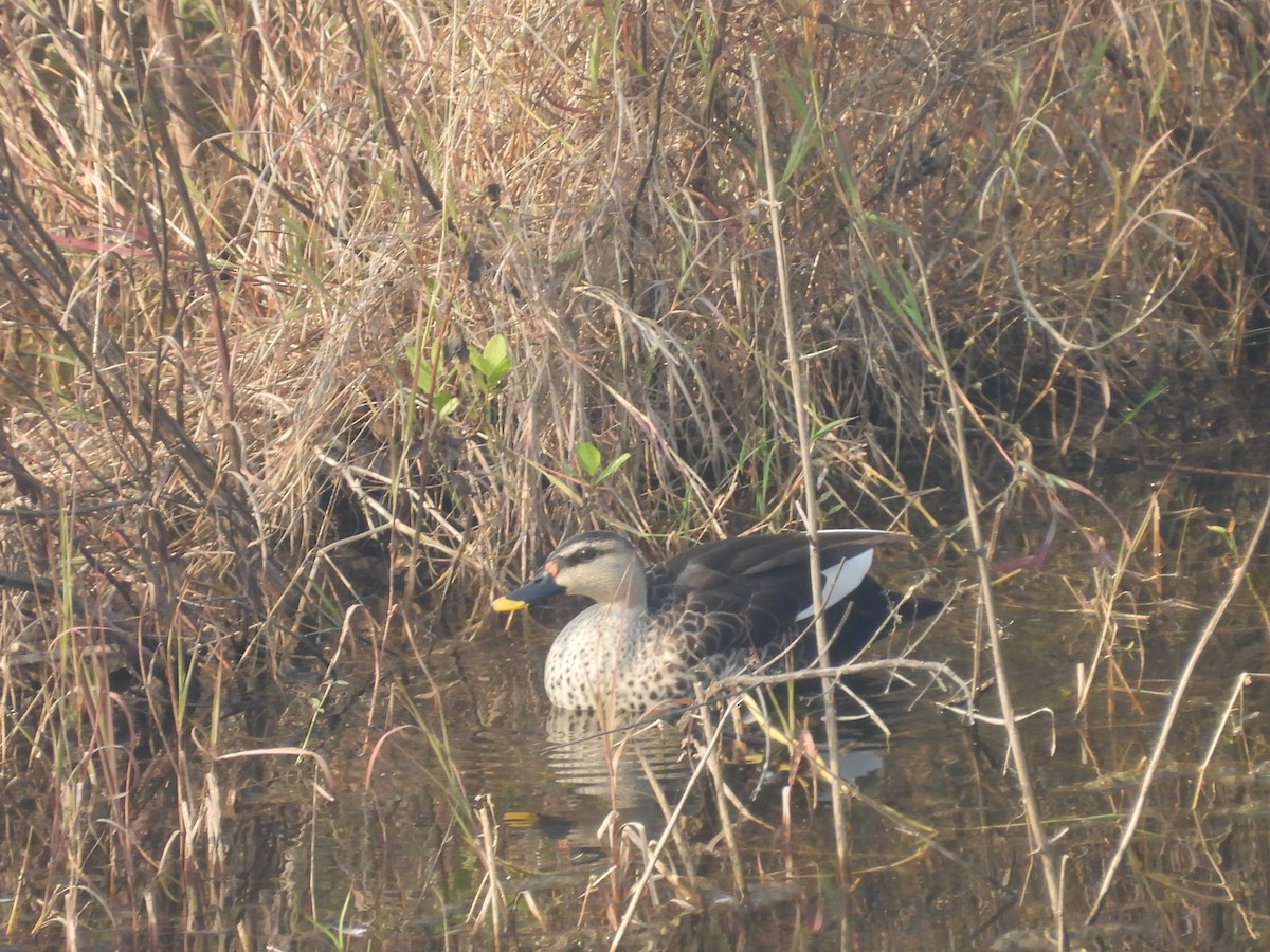 Indian Spot-billed Duck - ML645720013