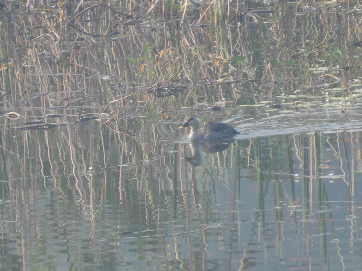 Indian Spot-billed Duck - ML645720024
