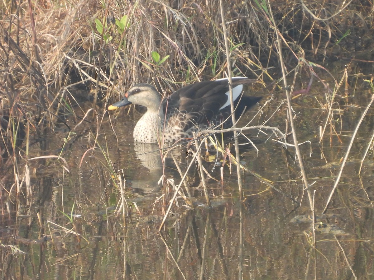 Indian Spot-billed Duck - ML645720029