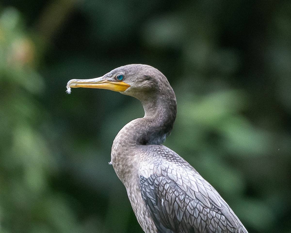 Neotropic Cormorant - ML645720030