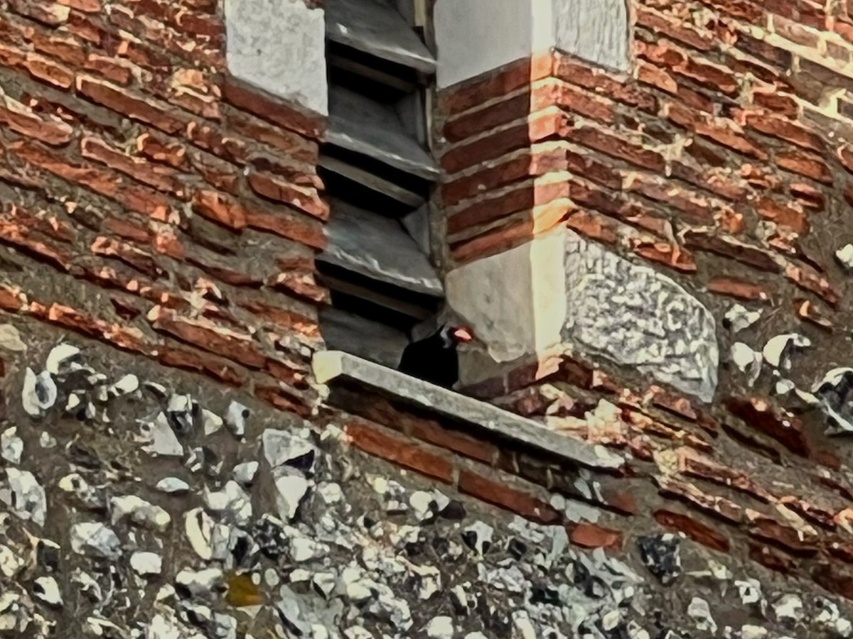 Red-billed Chough - ML645720038