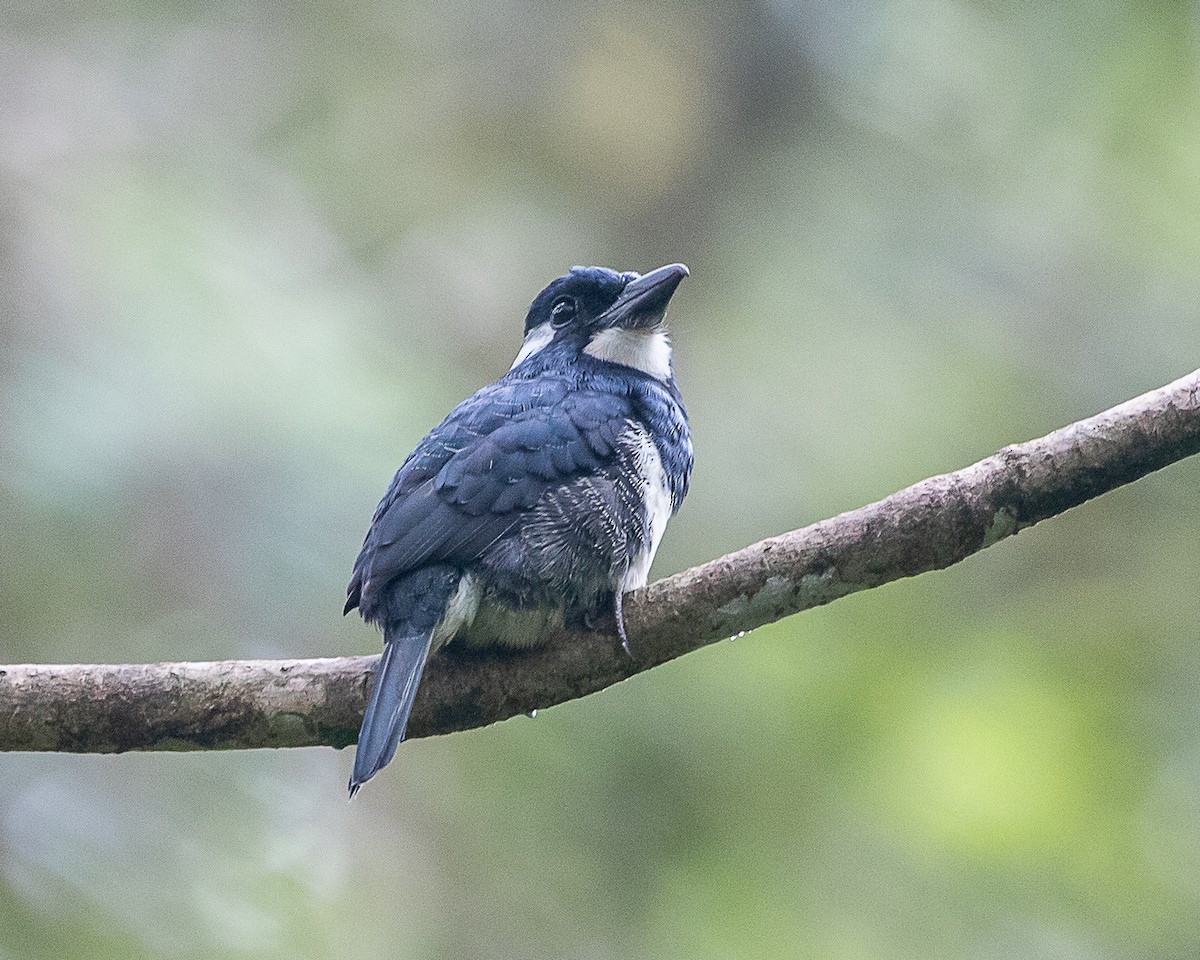 Black-breasted Puffbird - ML645720039