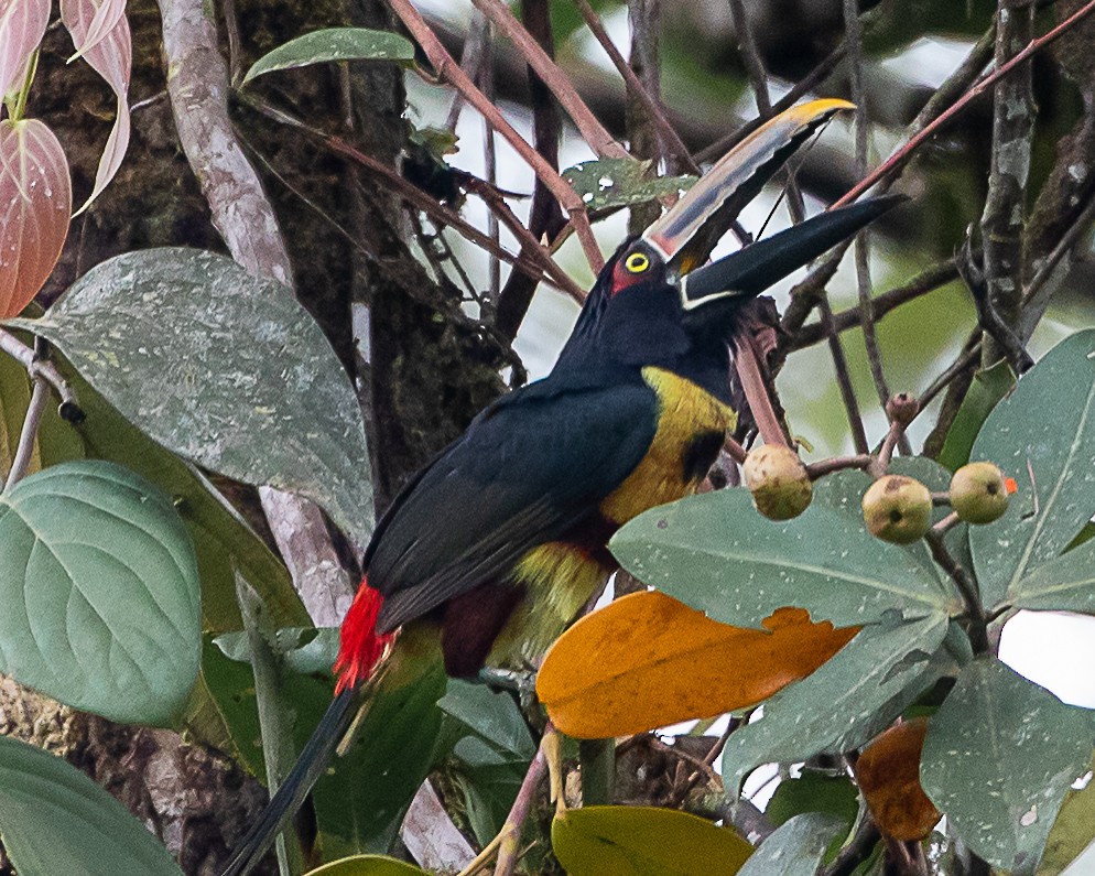Pale-mandibled Aracari (Stripe-billed) - ML645720044