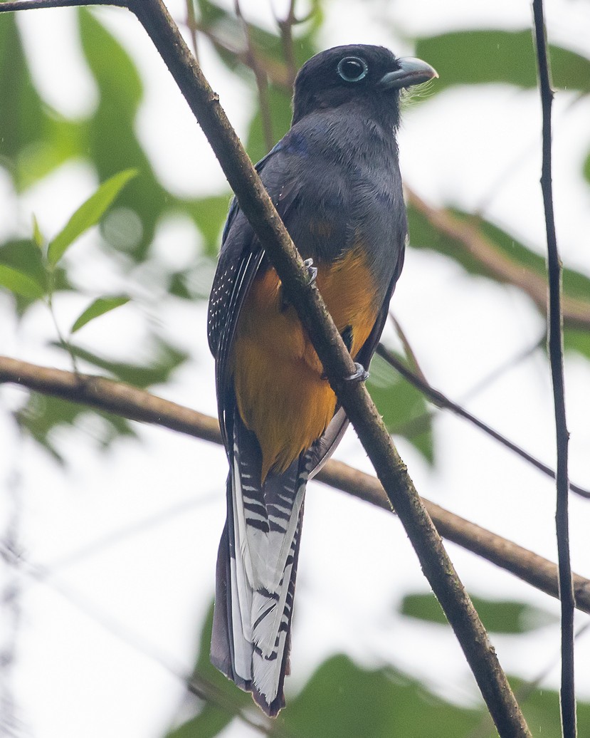 White-tailed Trogon - ML645720061