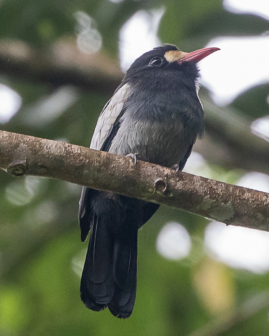 White-fronted Nunbird (Pale-winged) - ML645720065