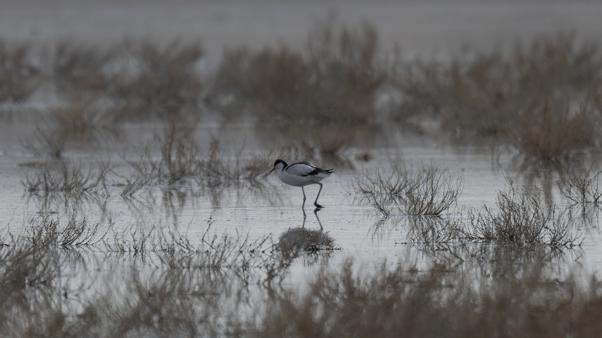 Pied Avocet - ML645720066