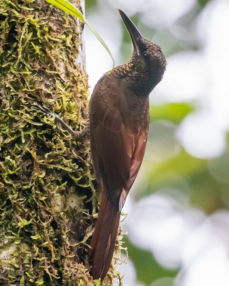Northern Barred-Woodcreeper - ML645720069