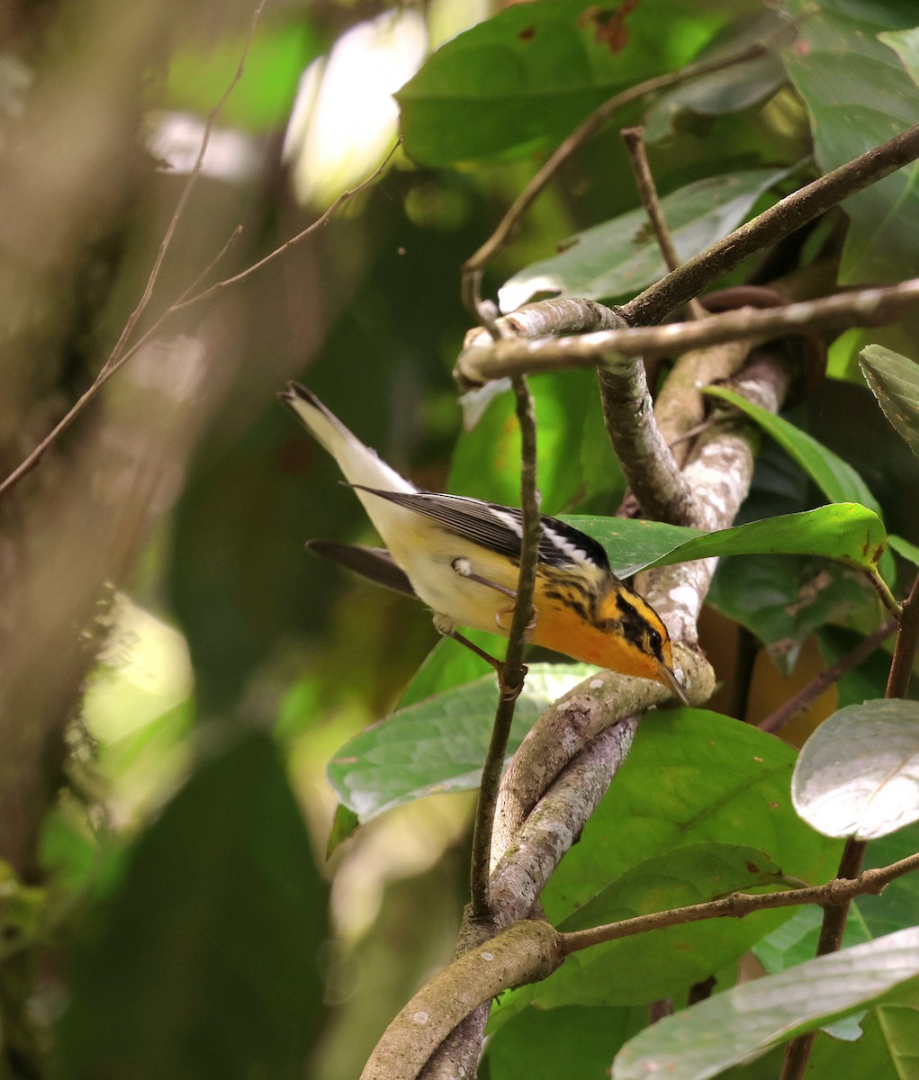 Blackburnian Warbler - ML645720073