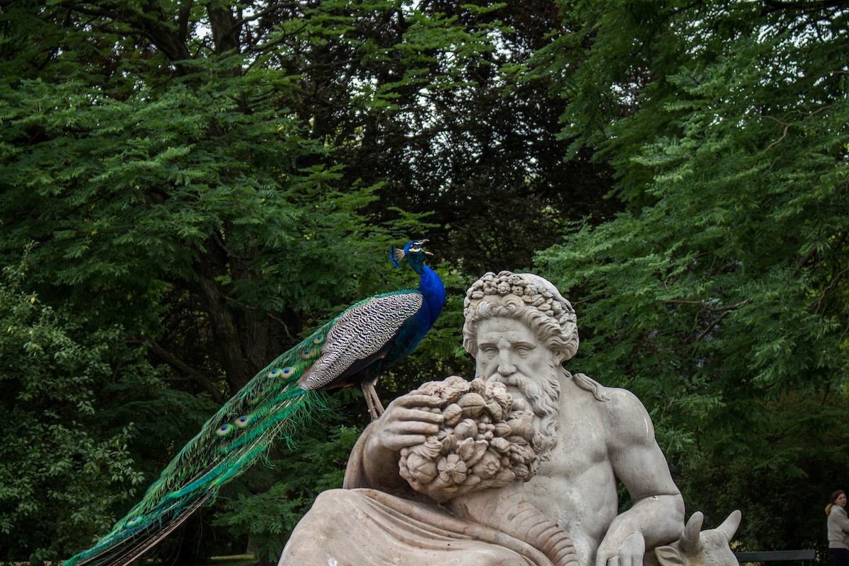 Indian Peafowl - ML645720074