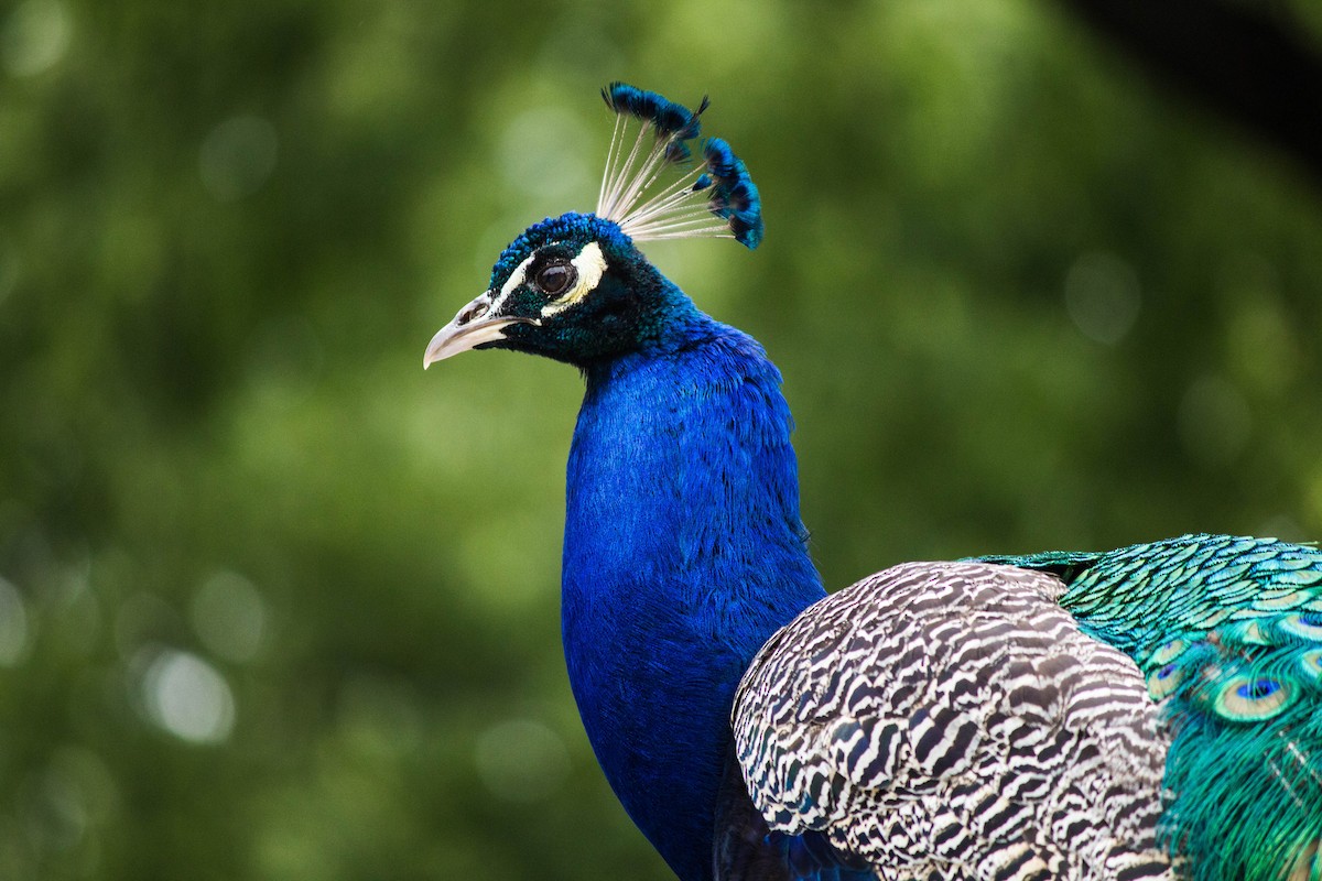 Indian Peafowl - ML645720075