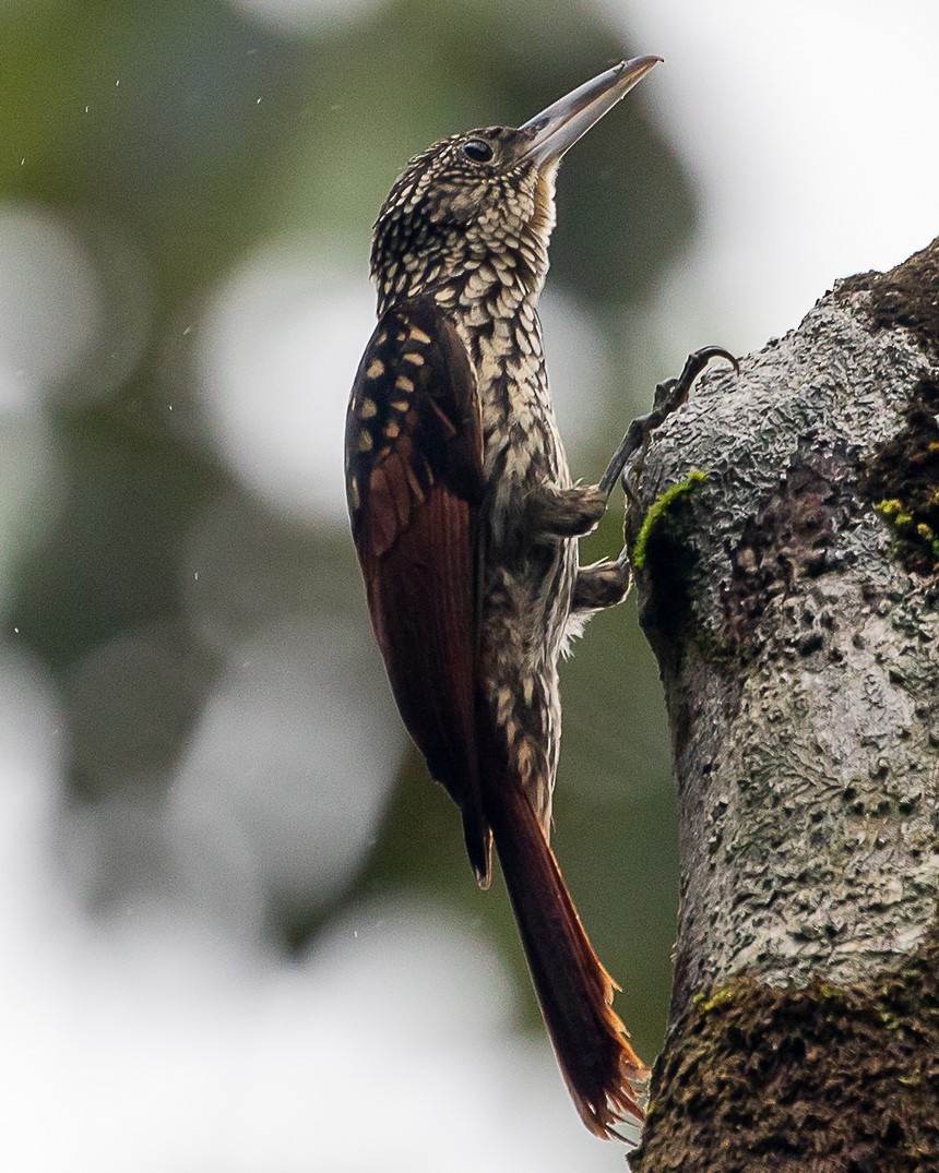 Black-striped Woodcreeper - ML645720078