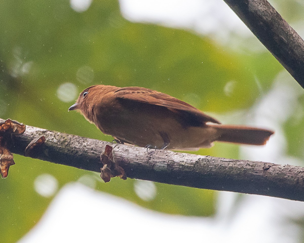 Rufous Mourner - ML645720086