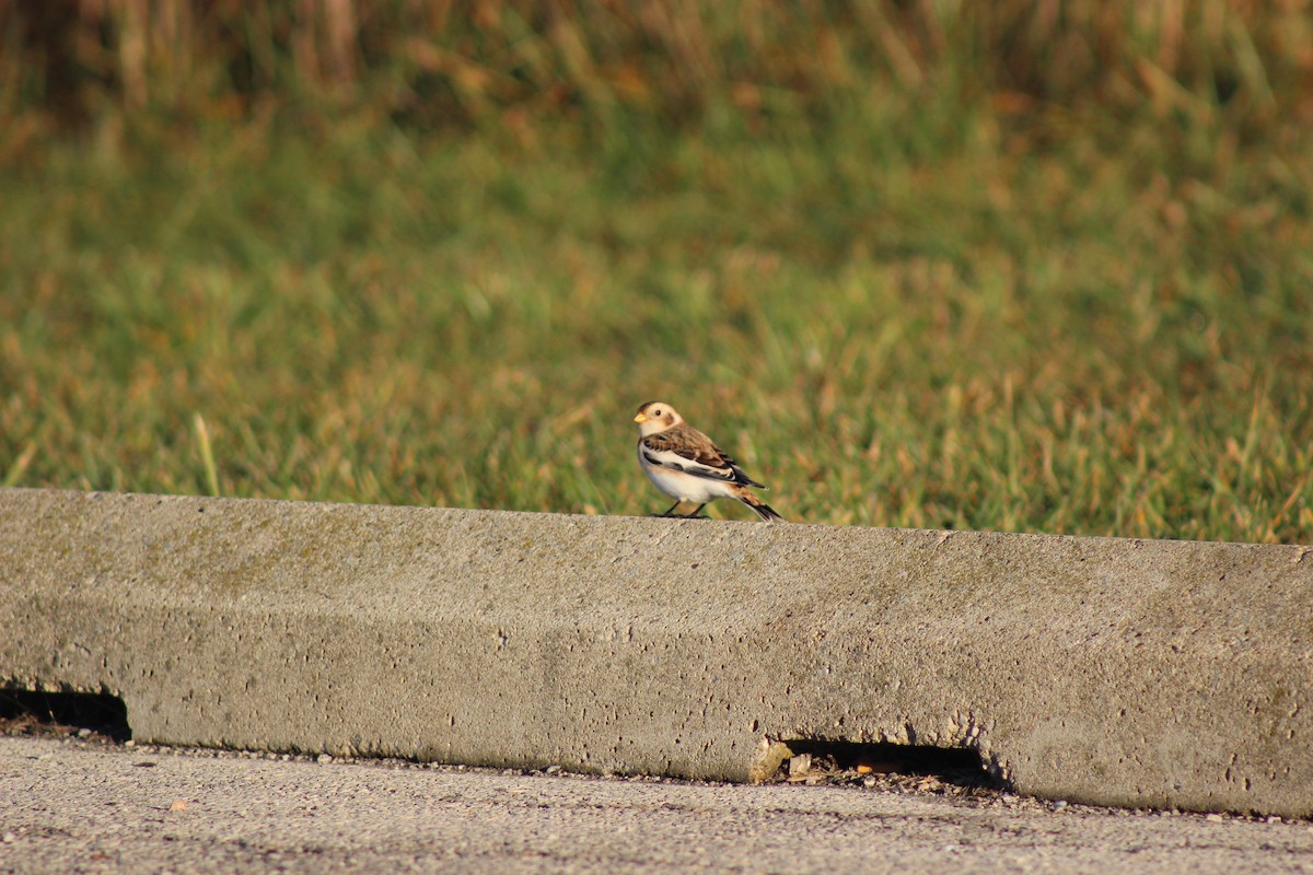 Snow Bunting - ML645720106