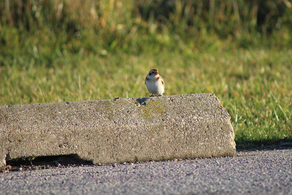 Snow Bunting - ML645720112