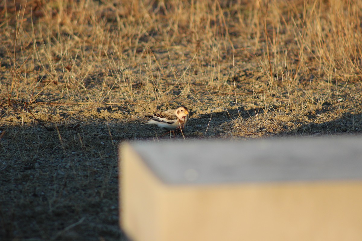 Snow Bunting - ML645720116