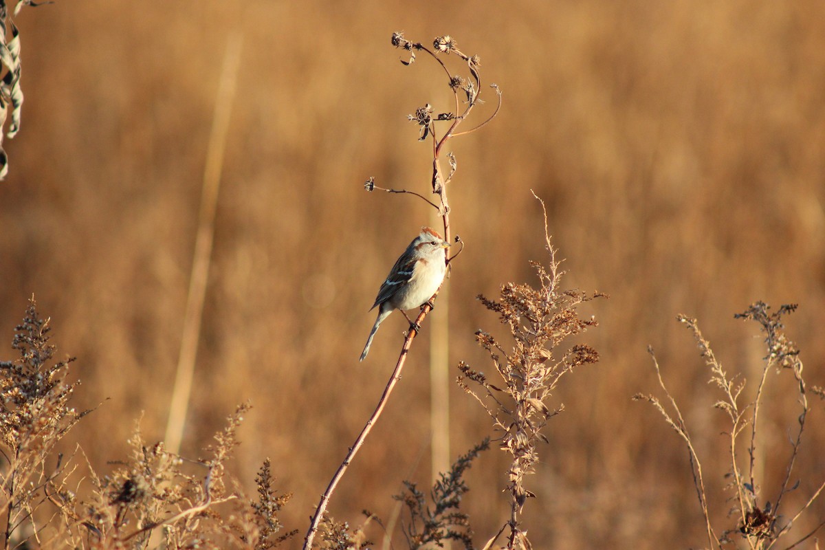 American Tree Sparrow - ML645720122