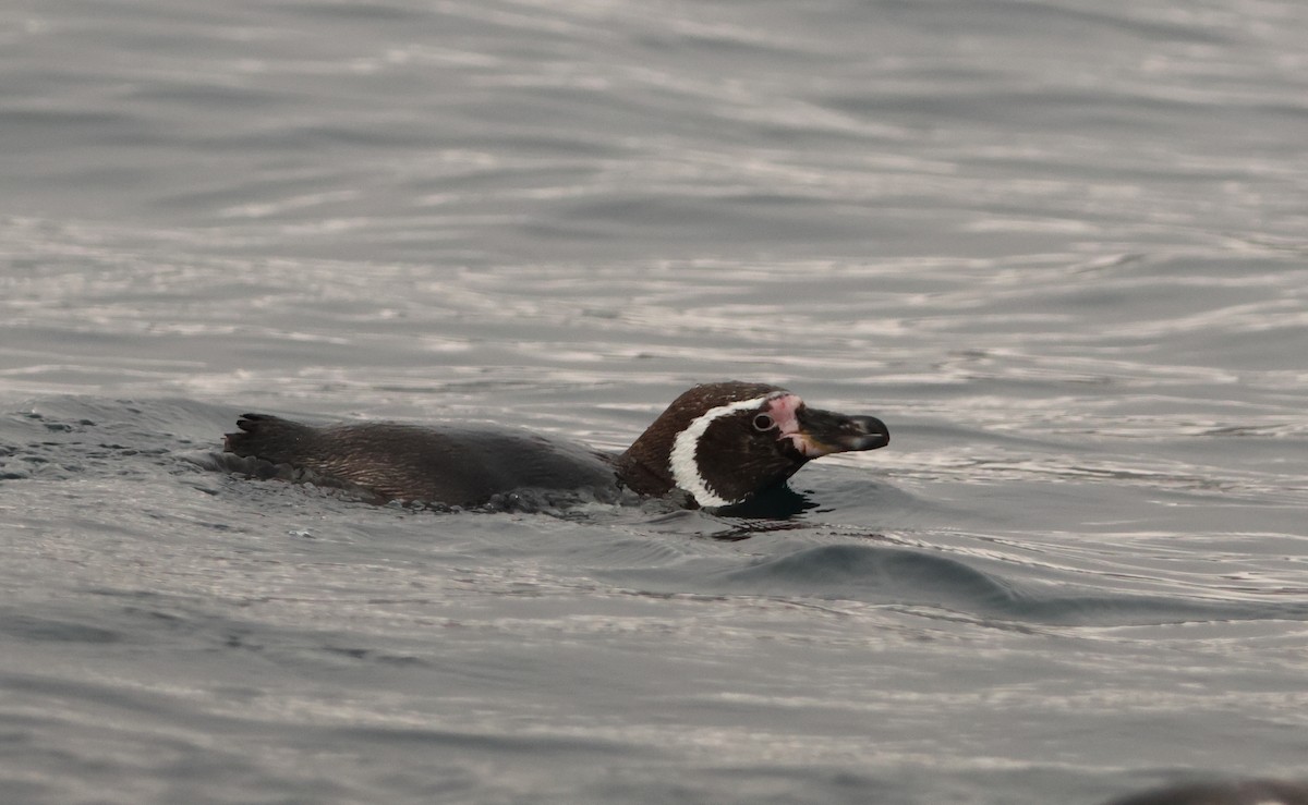 Humboldt Penguin - ML645720137