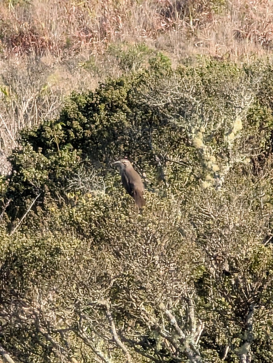 California Thrasher - ML645720147