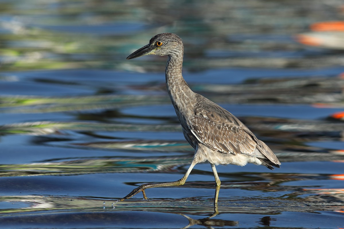 Sarı Tepeli Gece Balıkçılı - ML645720153