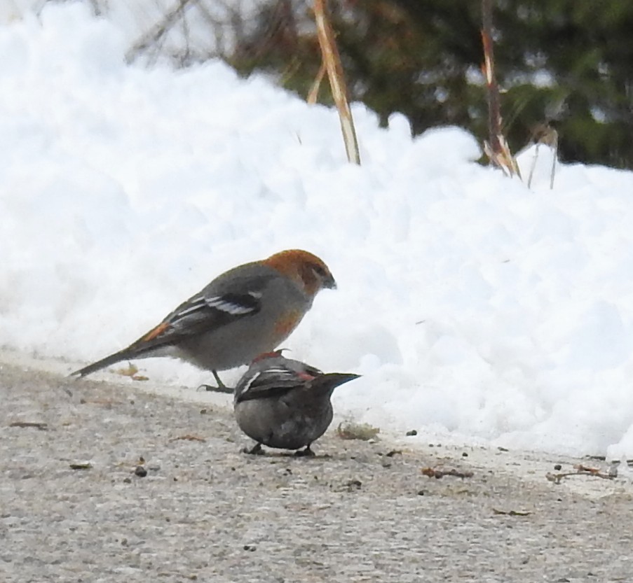 Pinu-gailupa - ML645720154