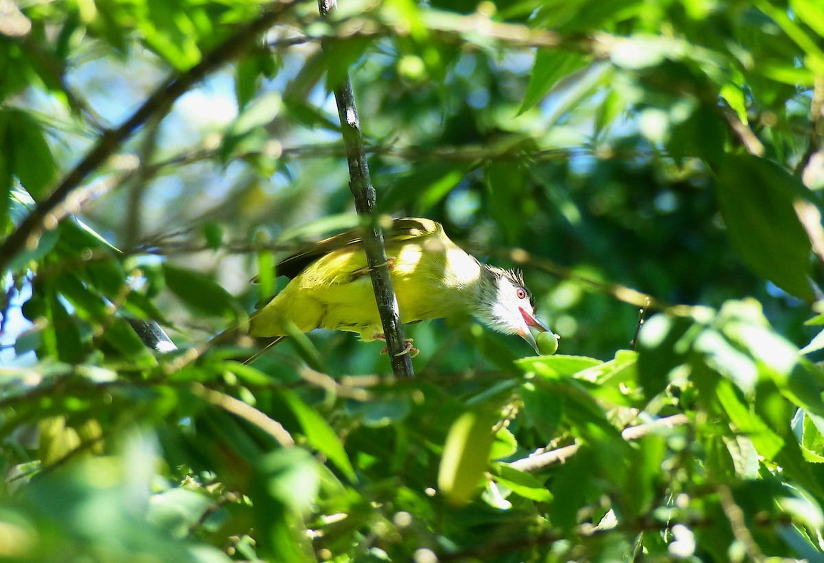 Gray-throated Bulbul - ML645720155