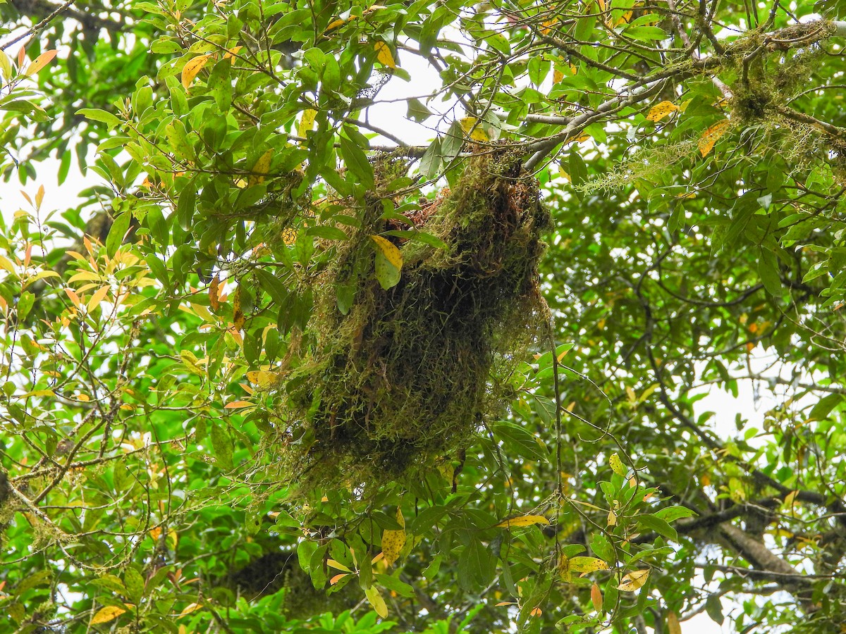 Бекард каштановий - ML645720160