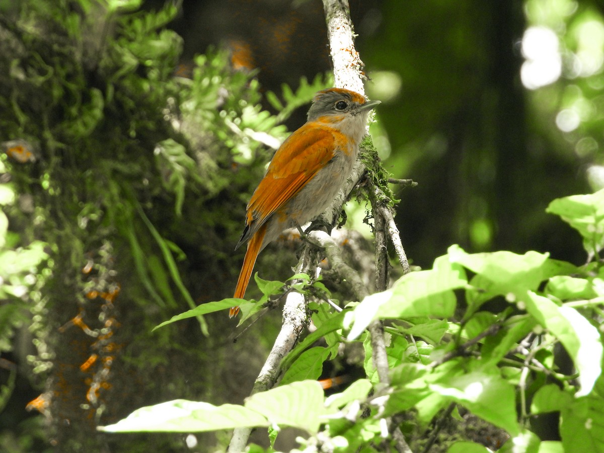 Бекард каштановий - ML645720161