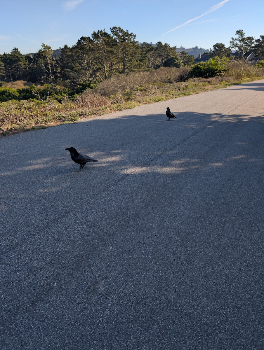 Common Raven - ML645720162