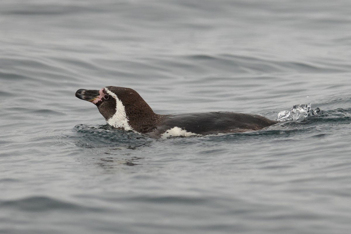 Humboldt Penguin - ML645720175