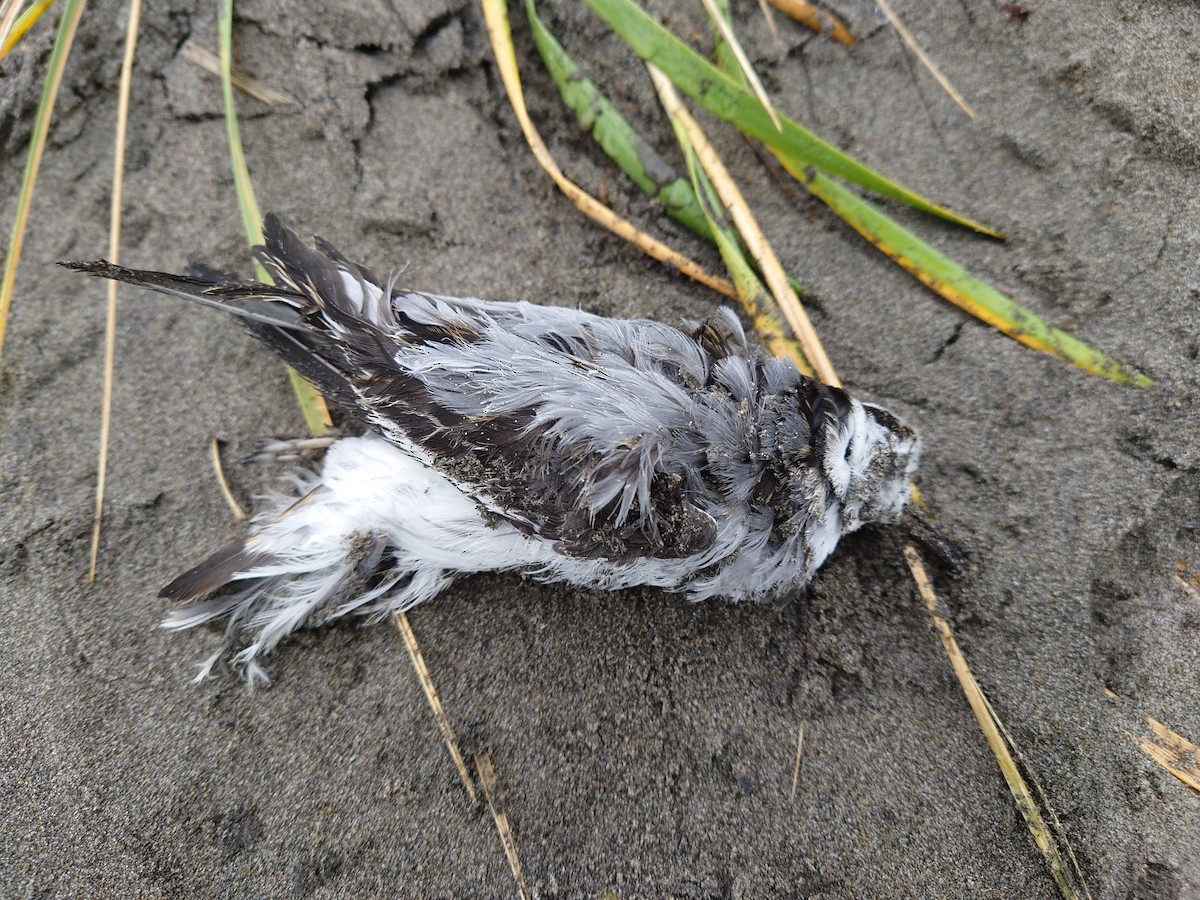 Red Phalarope - ML645720203