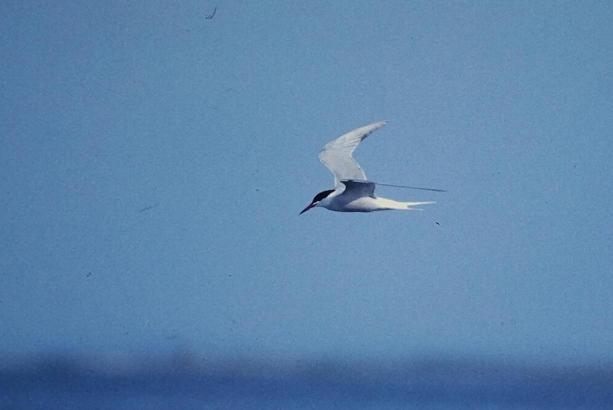 Речная крачка - ML645720204