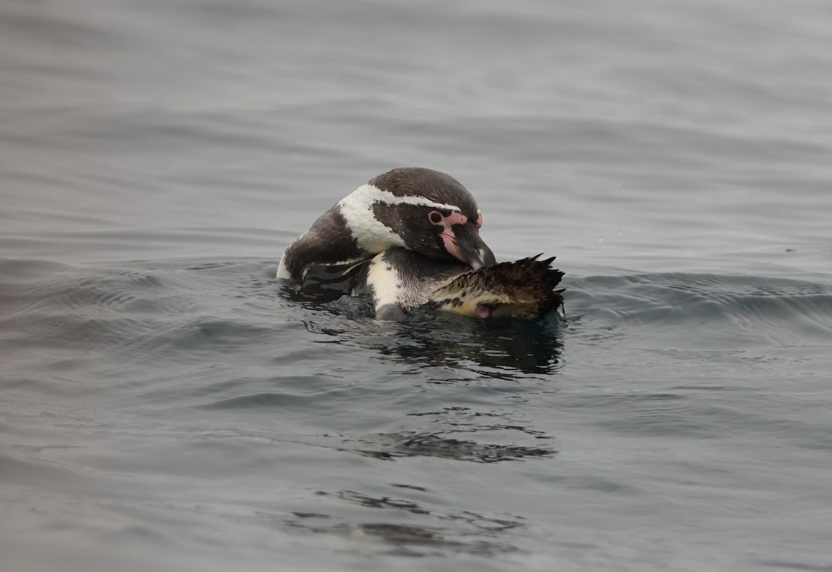 Humboldt Penguin - ML645720206