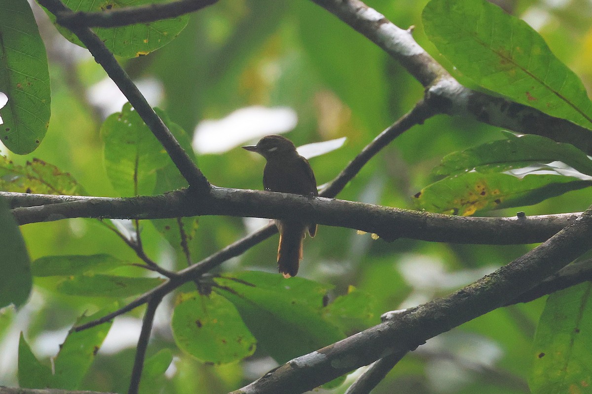 Northern Plain-Xenops - ML645720210