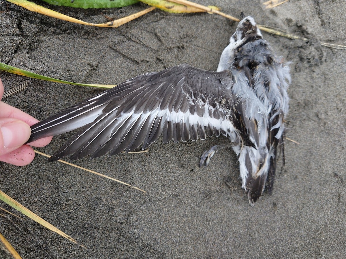 Red Phalarope - ML645720211