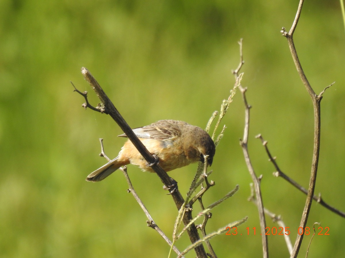 Rusty-collared Seedeater - ML645720212