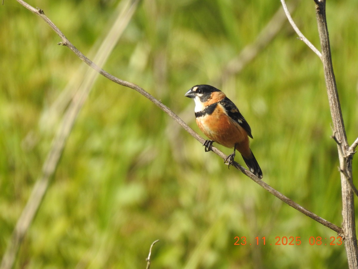 Rusty-collared Seedeater - ML645720213