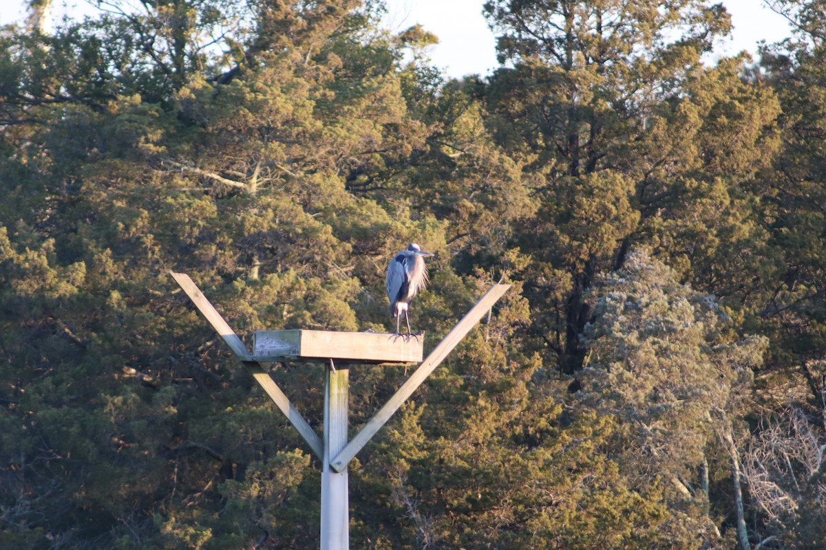 Great Blue Heron - ML645720214