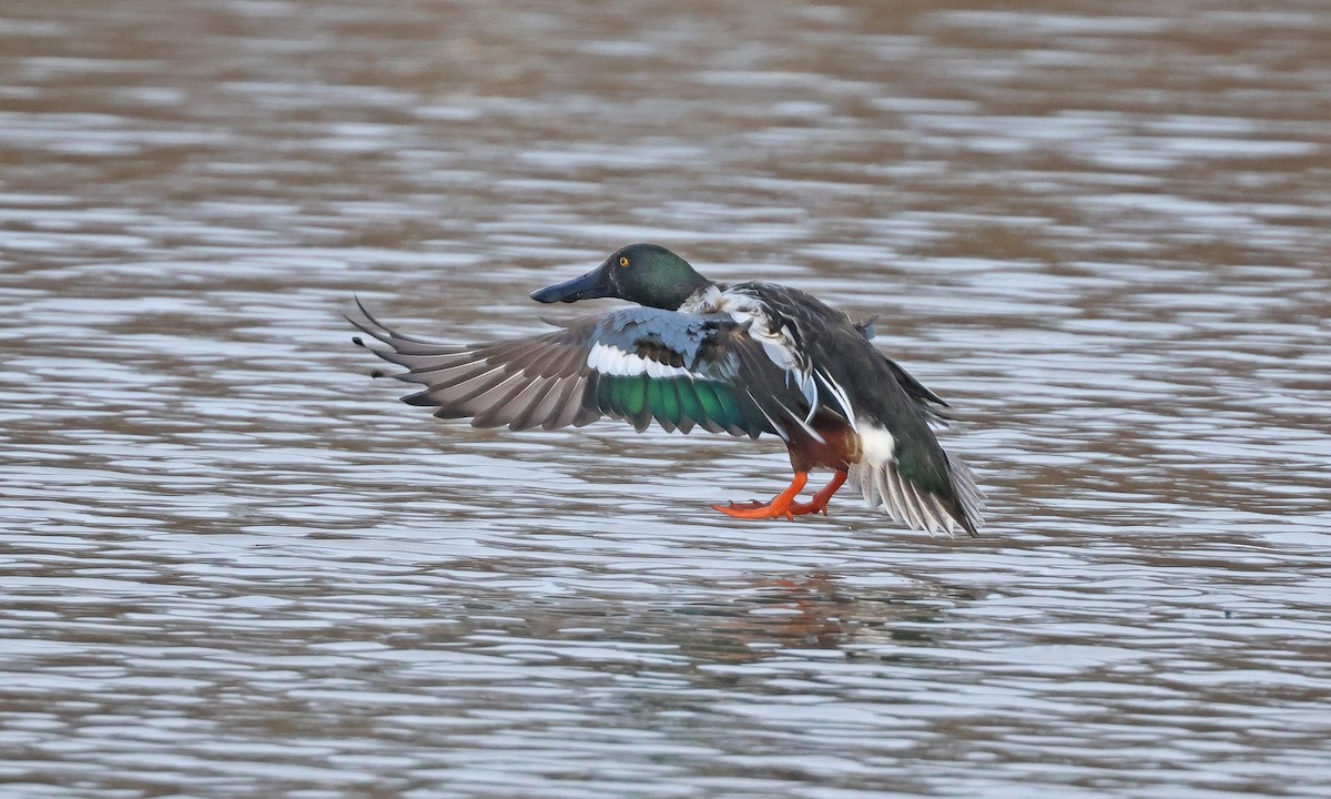 Northern Shoveler - ML645720215