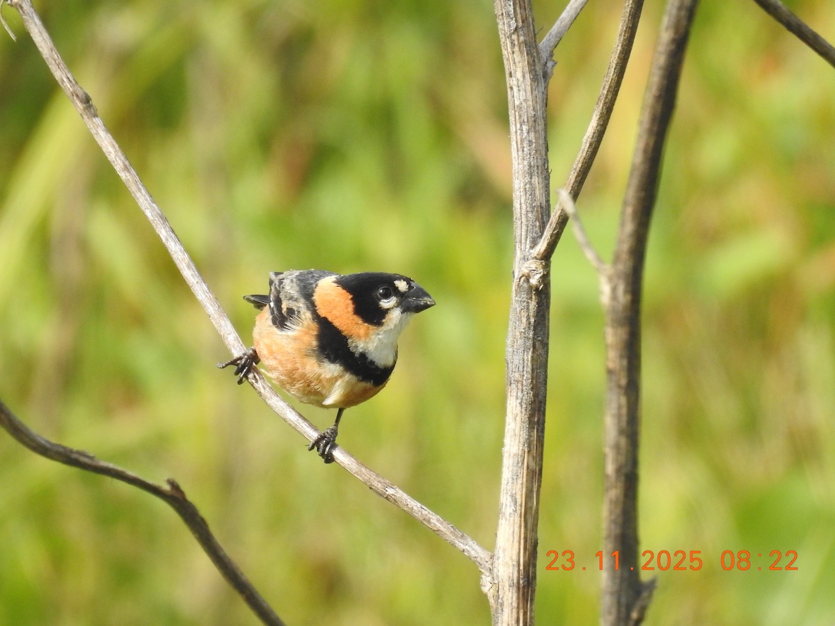 Rusty-collared Seedeater - ML645720216