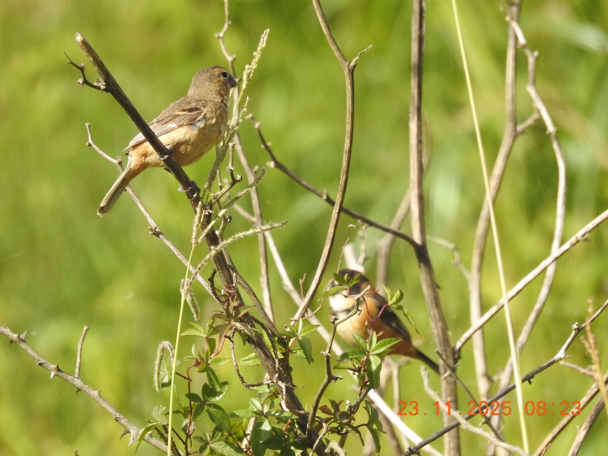 Rusty-collared Seedeater - ML645720217