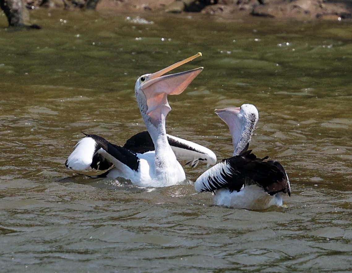 Australian Pelican - ML645720218