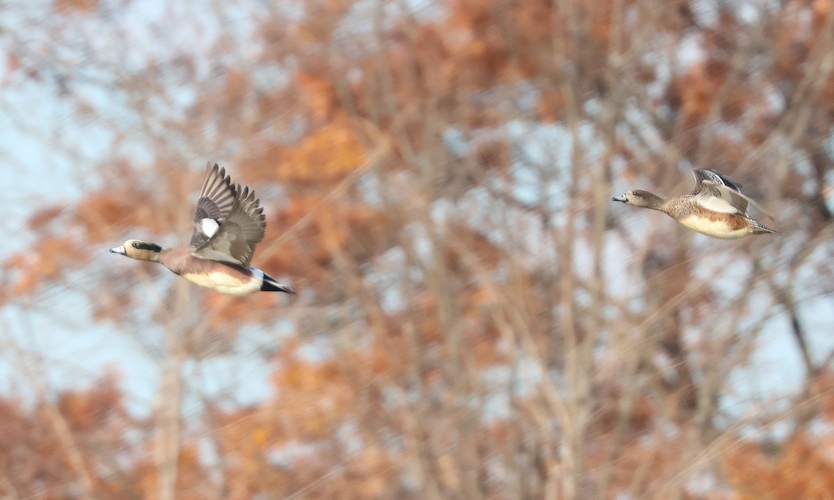 American Wigeon - ML645720222