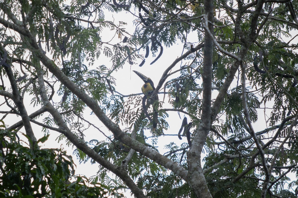 Collared Aracari - ML645720223
