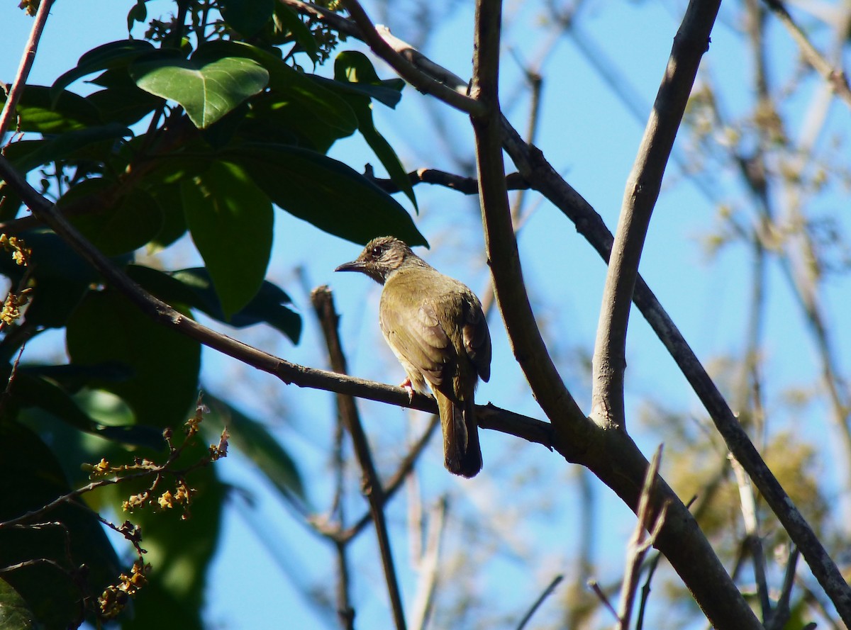 Ashy-fronted Bulbul - ML645720224